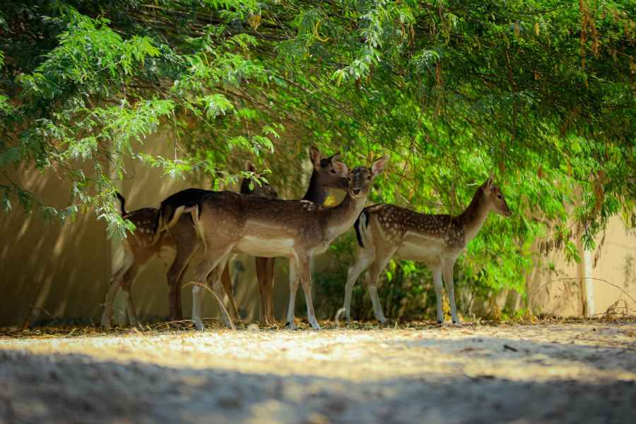 wild life & jungle safaries (1)