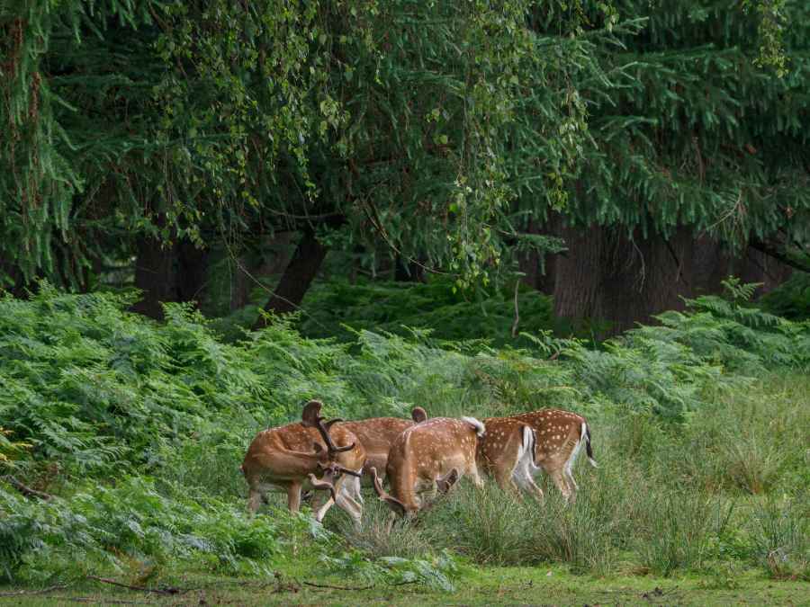 wild life & jungle safaries (3)