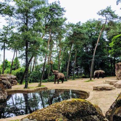 kanha jungle images (1)