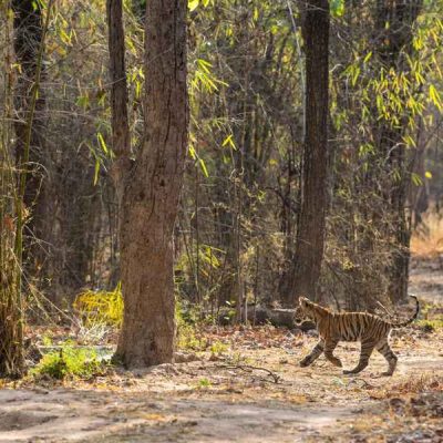 pench jungle image (1)