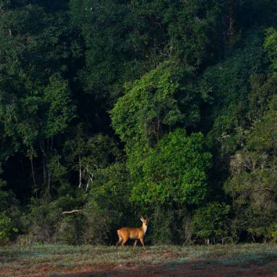 tadoba jungle images (1)