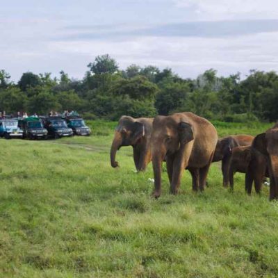 wild life & jungle safaries (2)